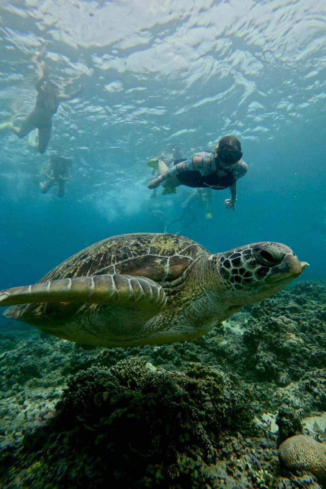 Tipsea Turtle Rooftop Hostel Gili Trawangan Extérieur photo